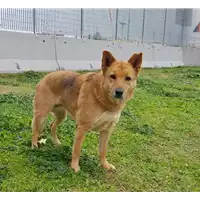 cane - Matr. 2017/0230 - Microchip 380260002319671