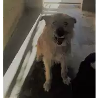 Foto dell\'animale cane - Matr. 2017/2635 - Microchip 380260042815475