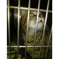 Foto dell\'animale gatto - Matr. 2017/2637 - Microchip 380260042816204
