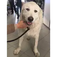 Foto dell\'animale cane - Matr. 2017/2642 - Microchip 380260042816200