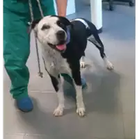 Foto dell\'animale cane - Matr. 2017/2643 - Microchip 380260100671862