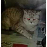 Foto dell\'animale gatto - Matr. 2017/2655 - Microchip 380260042816052