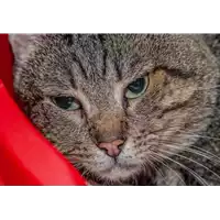 Foto dell\'animale gatto - Matr. 2017/2656 - Microchip 380260043267518