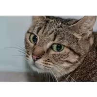 Foto dell\'animale gatto - Matr. 2017/2653 - Microchip 380260042816018