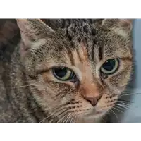 Foto dell\'animale gatto - Matr. 2017/2650 - Microchip 380260042816046