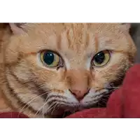Foto dell\'animale gatto - Matr. 2017/2649 - Microchip 380260042815944