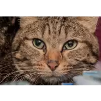 gatto - Matr. 2017/2647 - Microchip 380260042816157