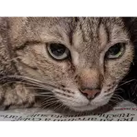 Foto dell\'animale gatto - Matr. 2017/2668 - Microchip 380260042815589