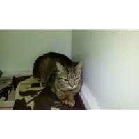 Foto dell\'animale gatto - Matr. 2017/2670 - Microchip 380260042815950