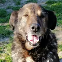 Foto dell\'animale cane - Matr. 2012/2195 - Microchip 380260040911773
