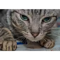 Foto dell\'animale gatto - Matr. 2017/2671 - Microchip 380260042816415