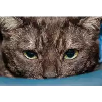 Foto dell\'animale gatto - Matr. 2017/2672 - Microchip 380260042816005