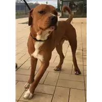 Foto dell\'animale cane - Matr. 2017/2677 - Microchip 380260042815784