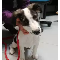 Foto dell\'animale cane - Matr. 2017/2678 - Microchip 380260042815759