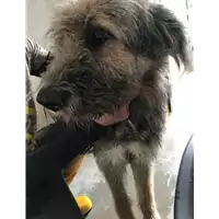 Foto dell\'animale cane - Matr. 2017/2679 - Microchip 380260042815615