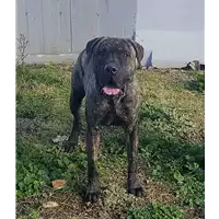 Foto dell\'animale cane - Matr. 2017/1509 - Microchip 380260042851718