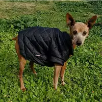 Foto dell\'animale cane - Matr. 2017/0347 - Microchip 380260000182412