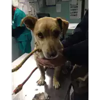 cane - Matr. 2017/2683 - Microchip 380260000039678