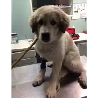 Foto dell\'animale cane - Matr. 2017/2684 - Microchip 380260042815527