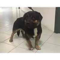 Foto dell\'animale cane - Matr. 2017/2687 - Microchip 380260042815754