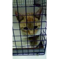 Foto dell\'animale gatto - Matr. 2017/2689 - Microchip 380260042816247