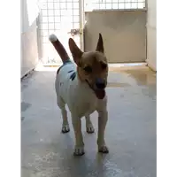 Foto dell\'animale cane - Matr. 2017/2693 - Microchip 380260042815974