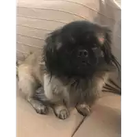 Foto dell\'animale cane - Matr. 2017/2699 - Microchip 380260042820312