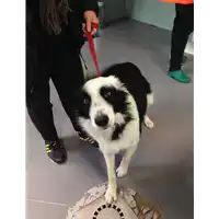 Foto dell\'animale cane - Matr. 2017/2700 - Microchip 380260042816040