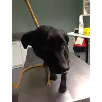 Foto dell\'animale cane - Matr. 2018/0001 - Microchip 380260042816367