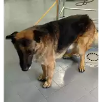 Foto dell\'animale cane - Matr. 2018/0002 - Microchip 380260042815597