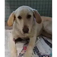Foto dell\'animale cane - Matr. 2018/0007 - Microchip 380260042819814