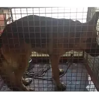 Foto dell\'animale cane - Matr. 2018/0006 - Microchip 380260002555524