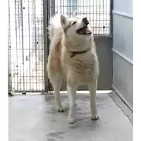 Foto dell\'animale cane - Matr. 2018/0009 - Microchip 380260042476597