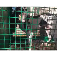Foto dell\'animale cane - Matr. 2018/0008 - Microchip 380260002371914
