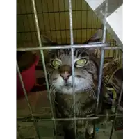 Foto dell\'animale gatto - Matr. 2018/0010 - Microchip 380260042816265