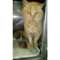 Foto dell\'animale gatto - Matr. 2018/0011 - Microchip 380260042816372