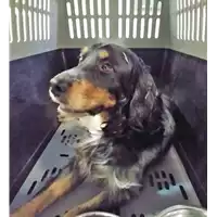 Foto dell\'animale cane - Matr. 2018/0012 - Microchip 380260002499611