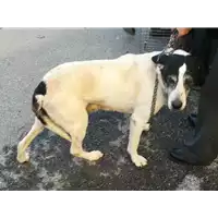 Foto dell\'animale cane - Matr. 2018/0013 - Microchip 380260000682733