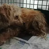 Foto dell\'animale cane - Matr. 2018/0015 - Microchip 380260042816123