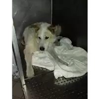 Foto dell\'animale cane - Matr. 2009/0437 - Microchip 981100002061317