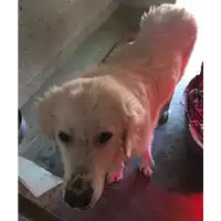 Foto dell\'animale cane - Matr. 2016/2186 - Microchip 380260042706461