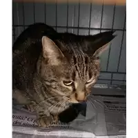Foto dell\'animale gatto - Matr. 2018/0020 - Microchip 380260042816075
