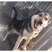 Foto dell\'animale cane - Matr. 2018/0021 - Microchip 380260042816248