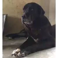 Foto dell\'animale cane - Matr. 2017/0865 - Microchip 380260100506394