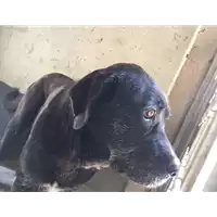Foto dell\'animale cane - Matr. 2017/0866 - Microchip 380260100569336