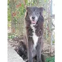 Foto dell\'animale cane - Matr. 2017/0244 - Microchip 380260002320839