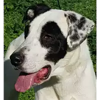 Foto dell\'animale cane - Matr. 2017/1973 - Microchip 380260042274465