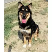 Foto dell\'animale cane - Matr. 2018/0026 - Microchip 380260042932190