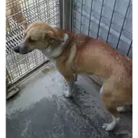 Foto dell\'animale cane - Matr. 2018/0027 - Microchip 380260042816168