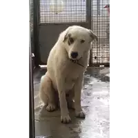 Foto dell\'animale cane - Matr. 2018/0028 - Microchip 380260042788599